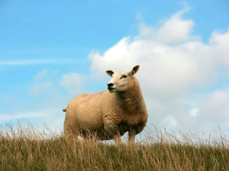 ovinos texel borregos ovinapp genética