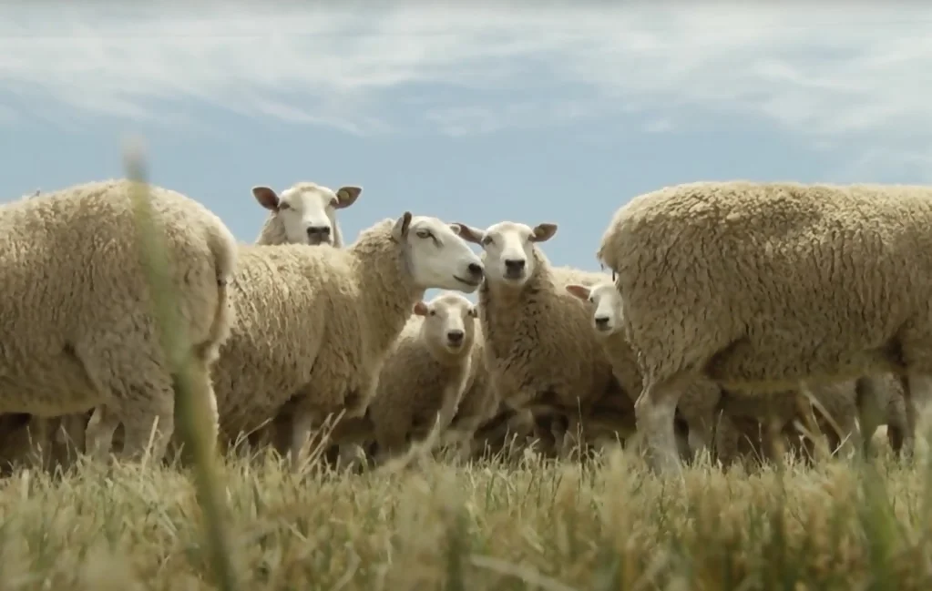 corderos highlander ovinos borregos corderos