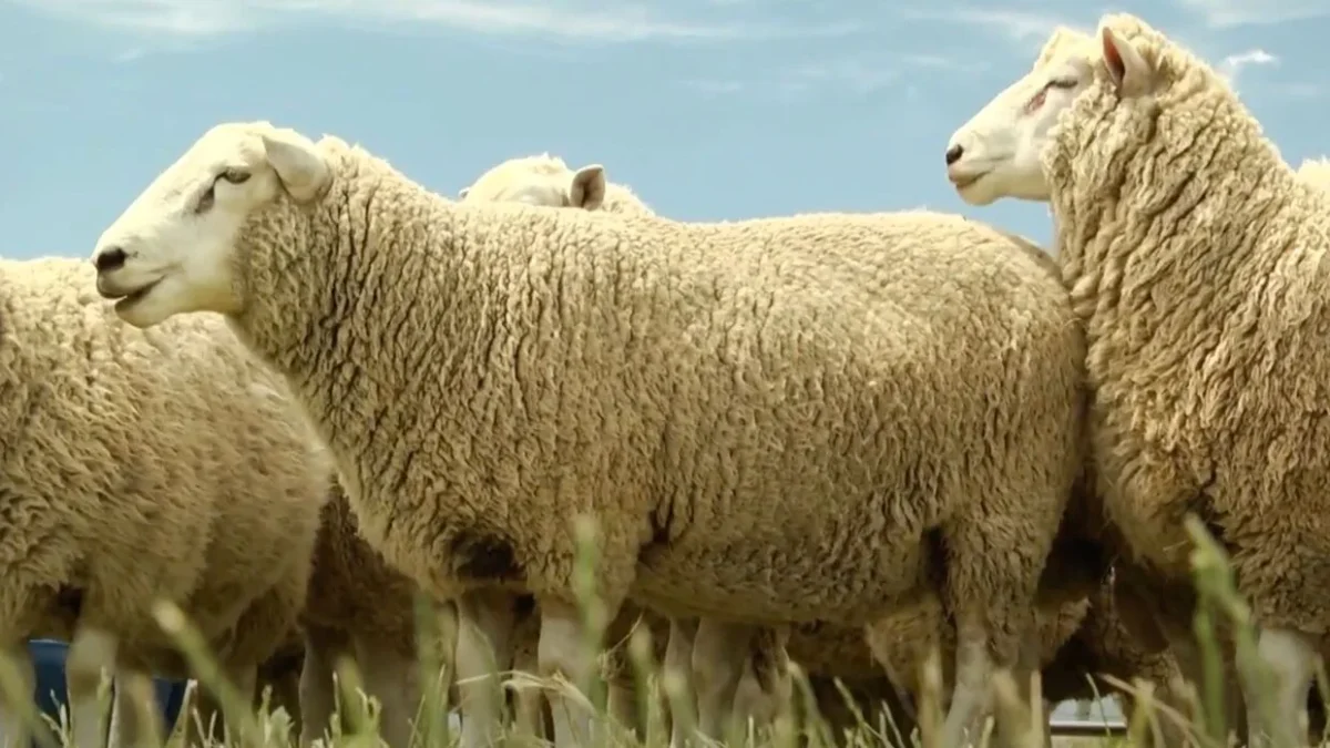 highlander raza de borregos ovinapp