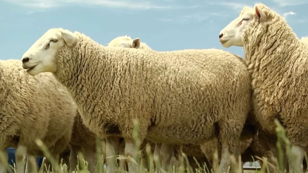 highlander raza de borregos ovinapp