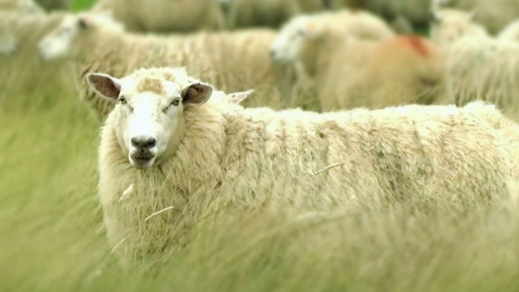 highlander raza de ovejas ovinapp