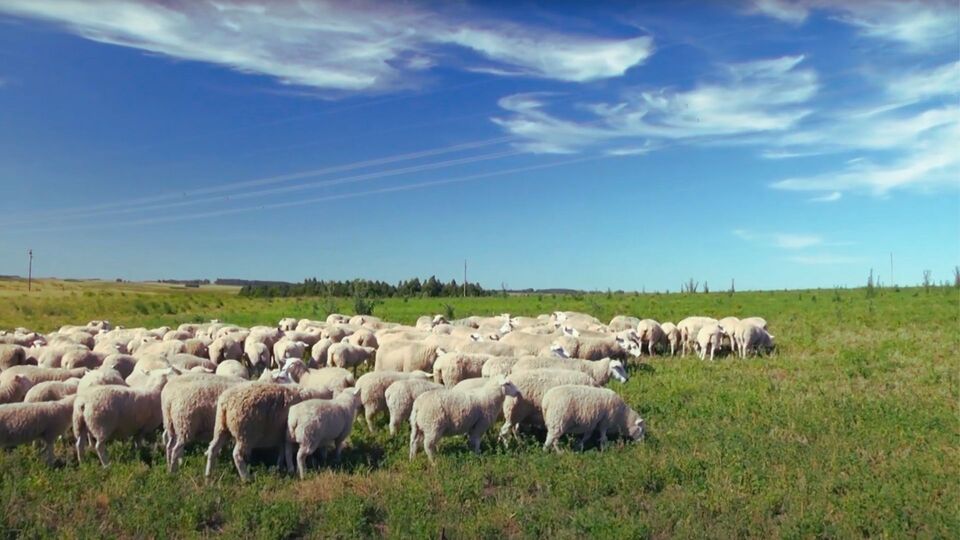 highlander raza de ovinos ovinapp