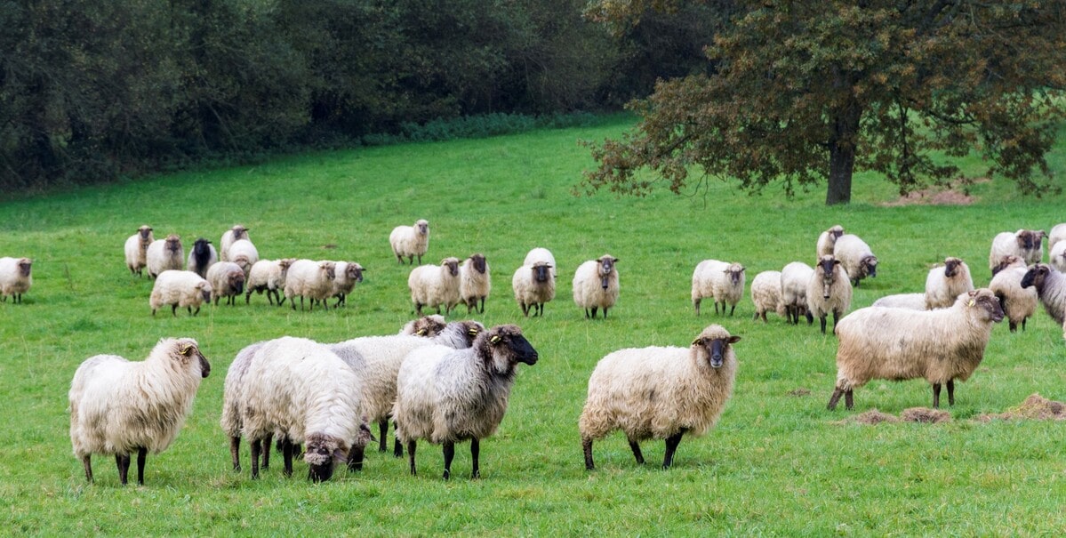 ovejas lachas lecheria queso ovinapp