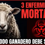 Conocés las 3 enfermedades ovinas que más animales matan cada año