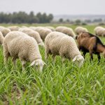Ovejas y cabras pastoreando un verdeo tierno, riesgo de intoxicación por nitratos y nitritos
