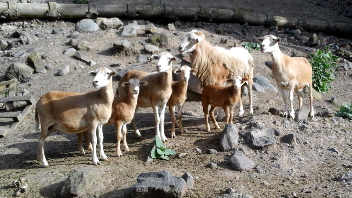 Grupo de ovelhas Pelibuey (Canaria de Pelo) com pelagem avermelhada e cordeiros em Gran Canaria