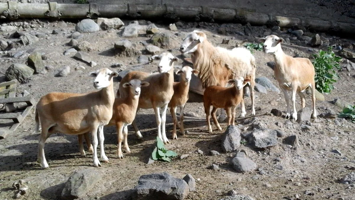 Group of Pelibuey sheep (Canaria de Pelo) with reddish hair coats and lambs in Gran Canaria